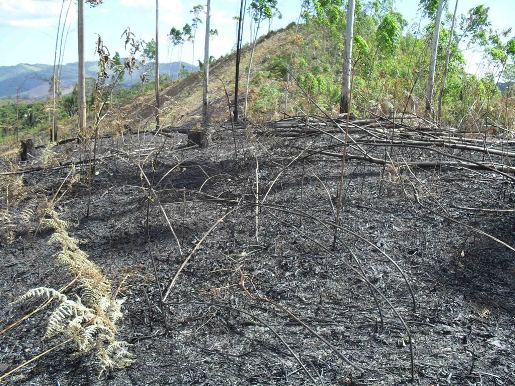 AGOSTO 006 AMBIENTAL