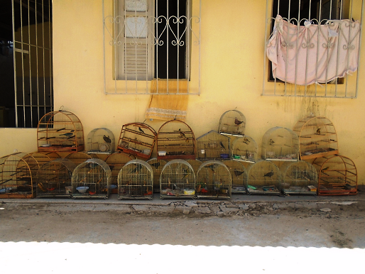 Apreensao de animais silvestres em Linhares4