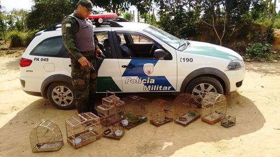 Apreensão de pássaros em Assentamento Palmeira Sâo Mateus