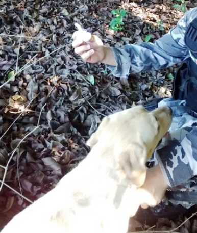 CÃO FAREJADOR