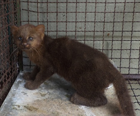 Filhote de gato mourisco em Colatina 12