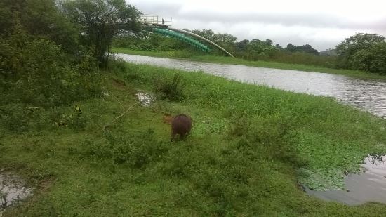 IMG-20170522-WA0018 (1)