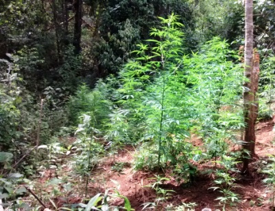 Plantação de Maconha no Rio Claro 4