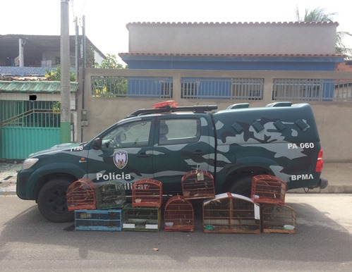 Pássaros apreendidos 1301