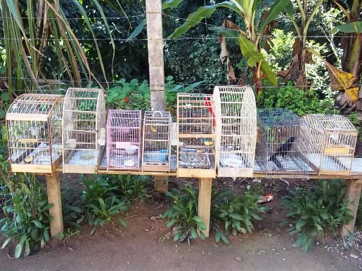Pássaros em cativeiro2