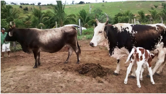 Vacas