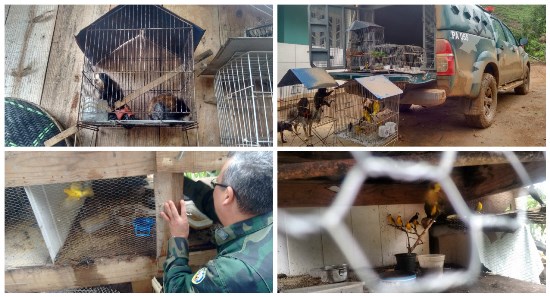 animais cativeiro 1412