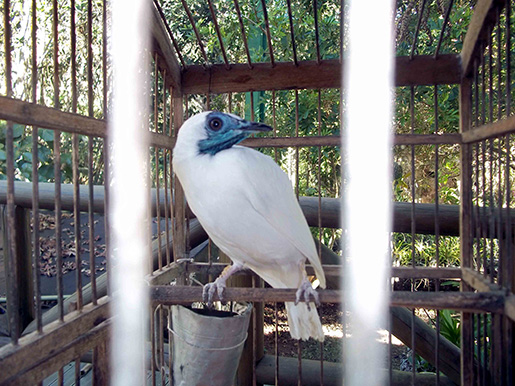 araponga_bpma