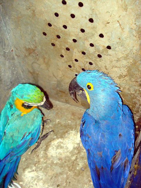 ararazul