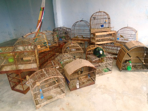 aves em cativeiro