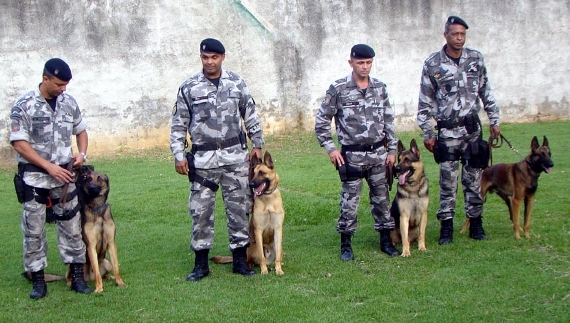 bme-cães