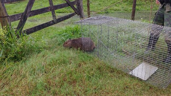 capivara recolhida 2