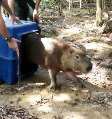 capivara vila velha