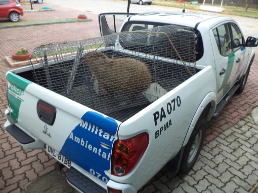 capivara_fev