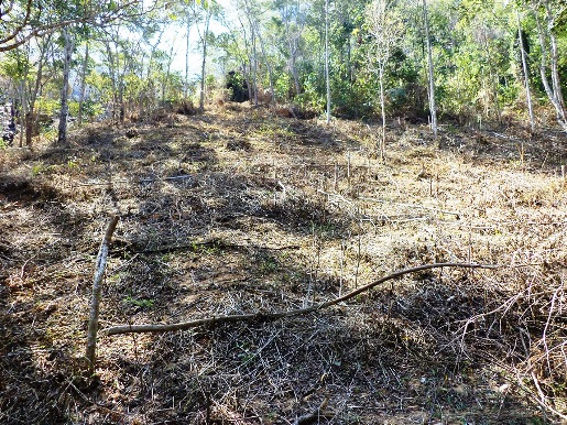 desmate zona rural Alegre (2)