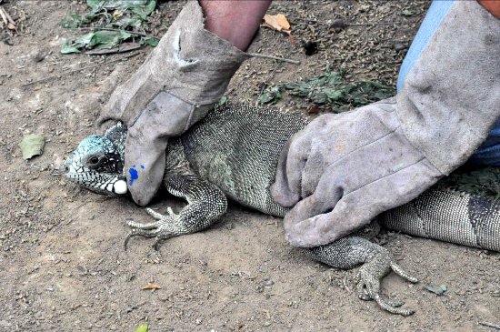 lagarto1