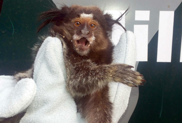macaco1810