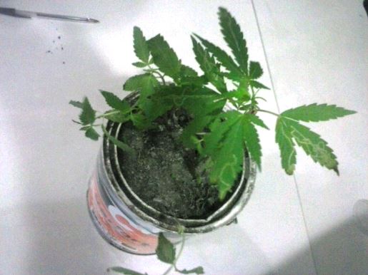 maconha 134 bela 3
