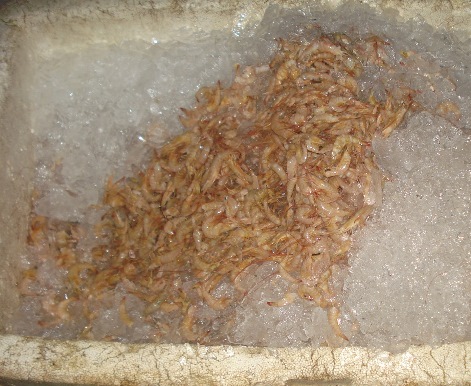 materia102mes052015edit