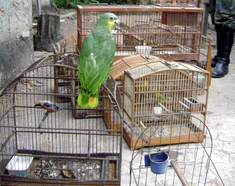 papagaio2