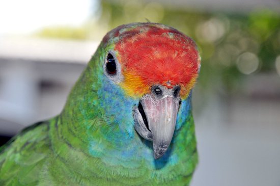 papagaio3