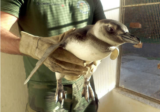 pinguin_max