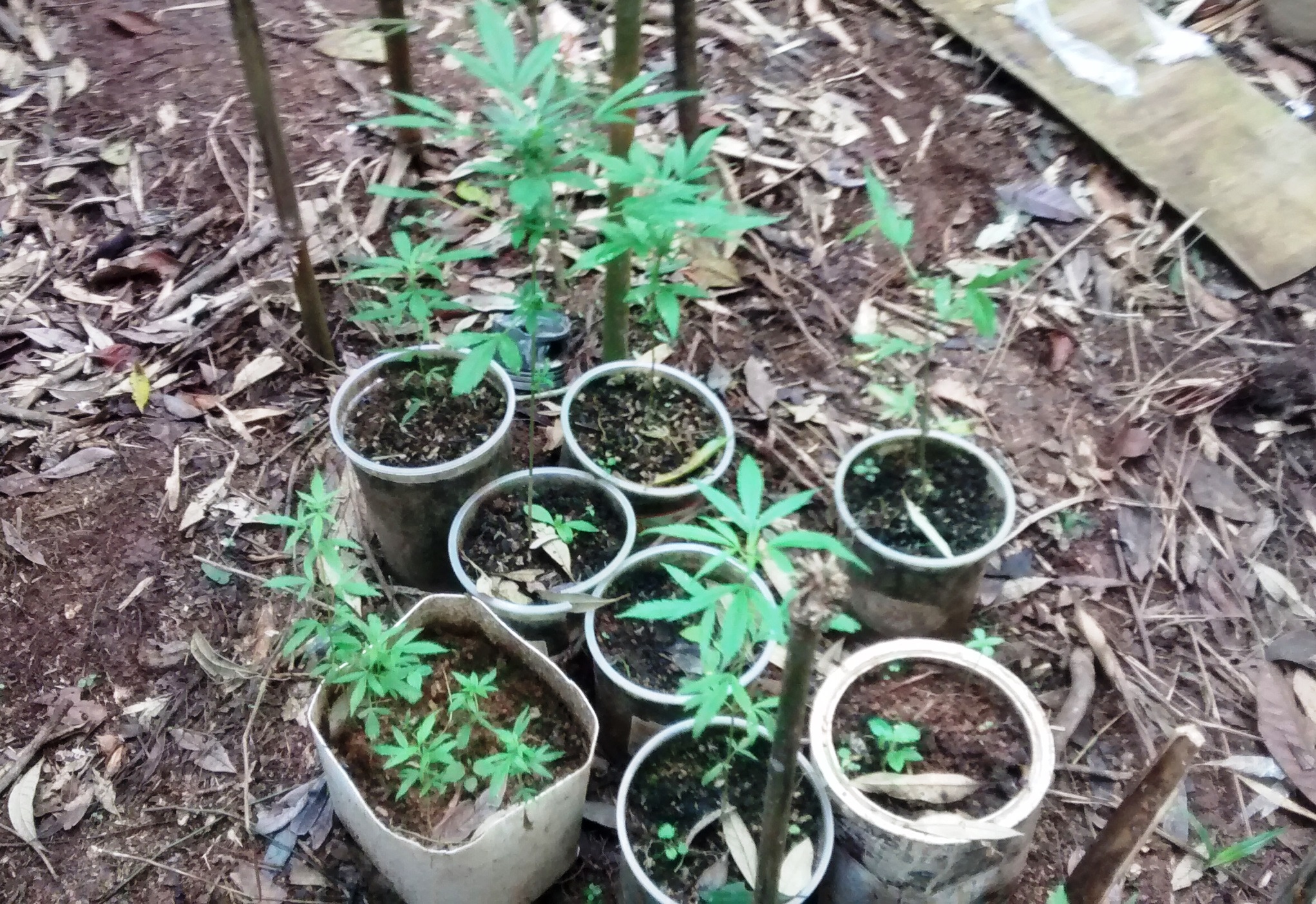plantação de maconha