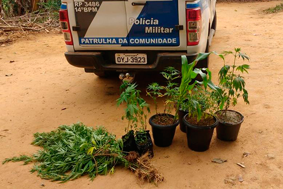 pé-de-maconha-alto-rio-claro-site2017