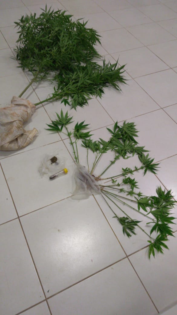 Maconha apreendida