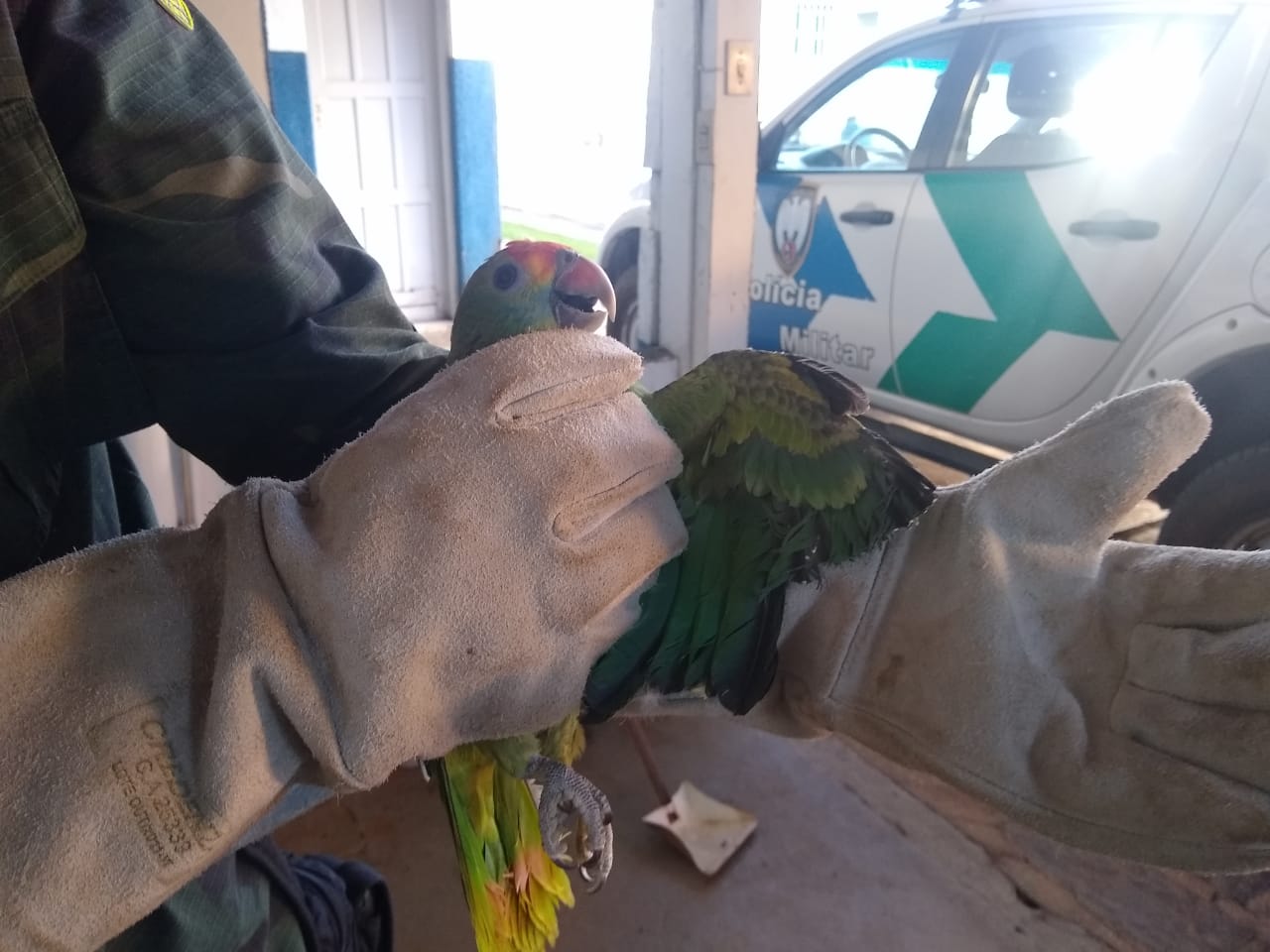Papagaio com a asa cortada (03)