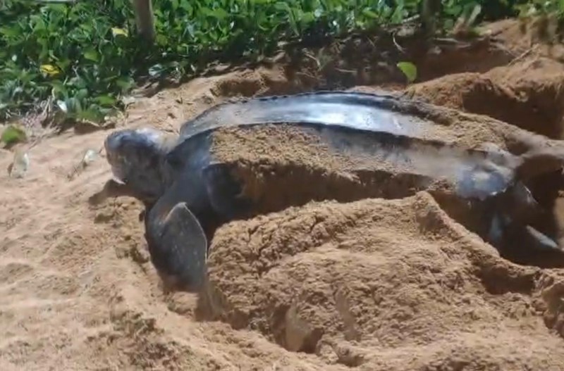 Foto: Reprodução/Polícia Militar - ES