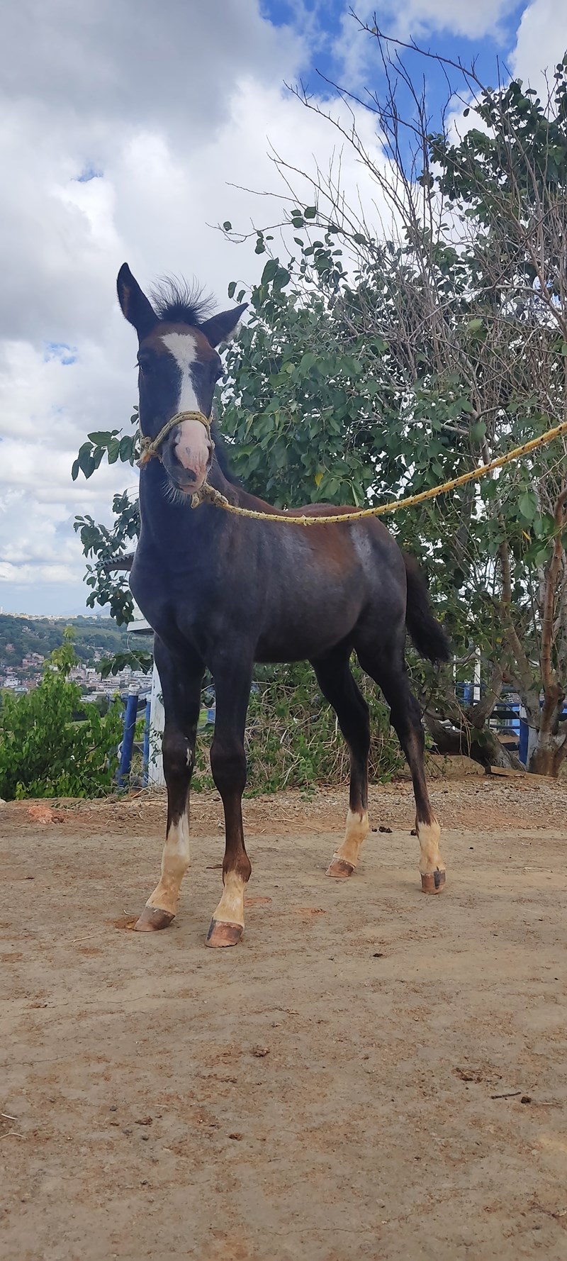 PMES - PMES celebra o Dia da Arma de Cavalaria