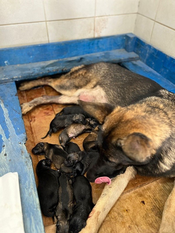 Foto: Reprodução/Polícia Militar - ES