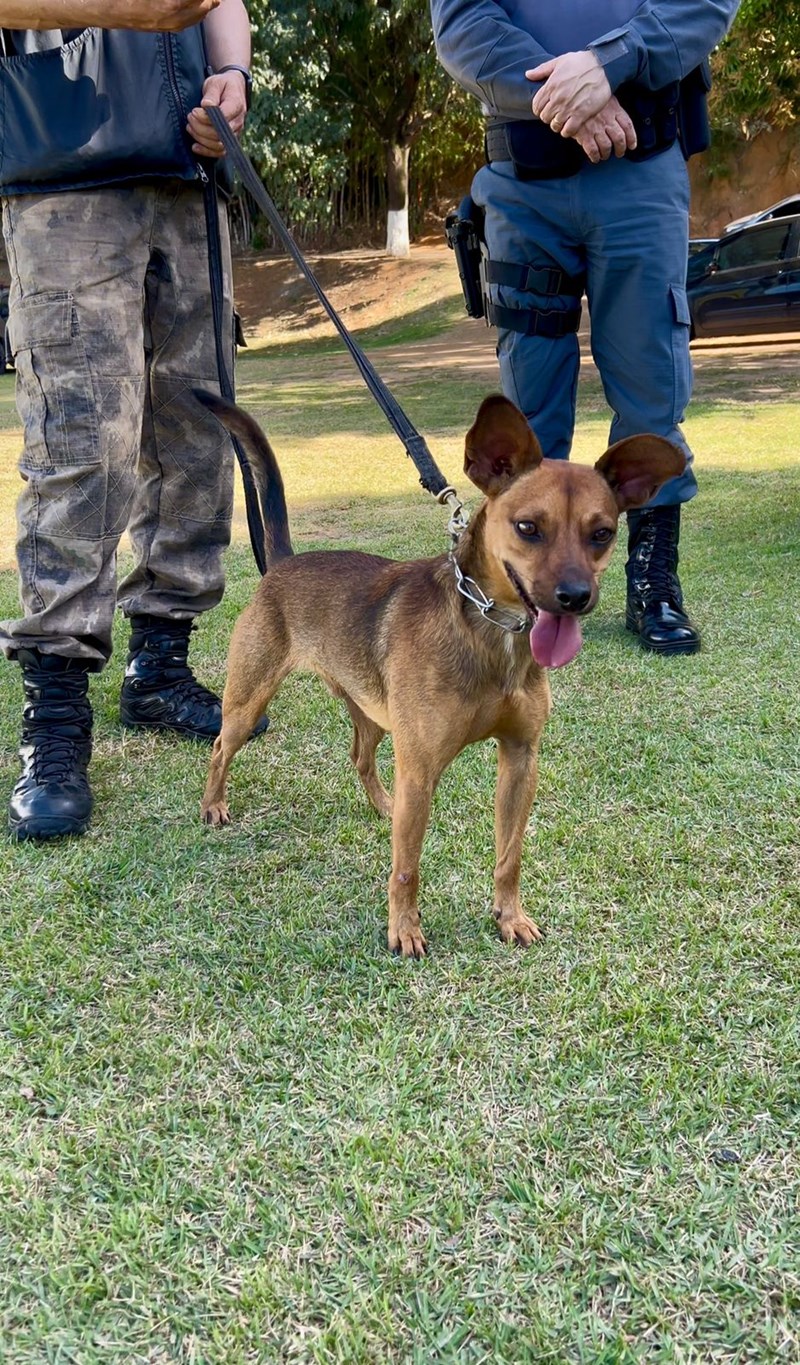 Foto: Reprodução/Polícia Militar - ES