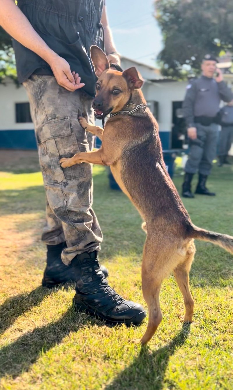 Foto: Reprodução/Polícia Militar - ES