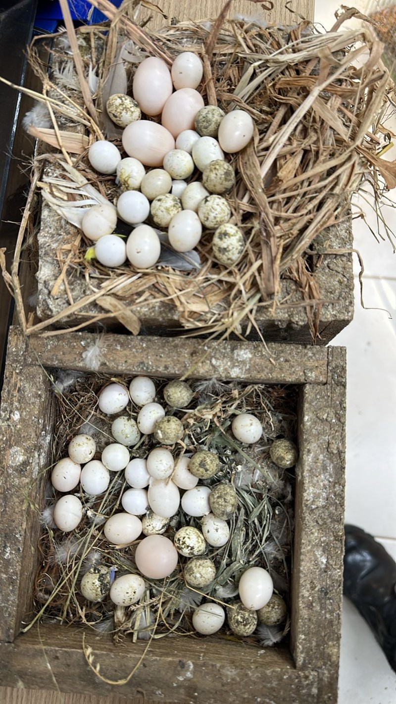 Foto: Reprodução/Polícia Militar - ES