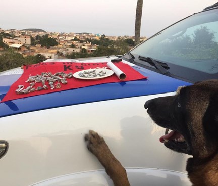 Drogas encontradas pela cadela Kênnia, da equipe K9 da 10ª CIA IND