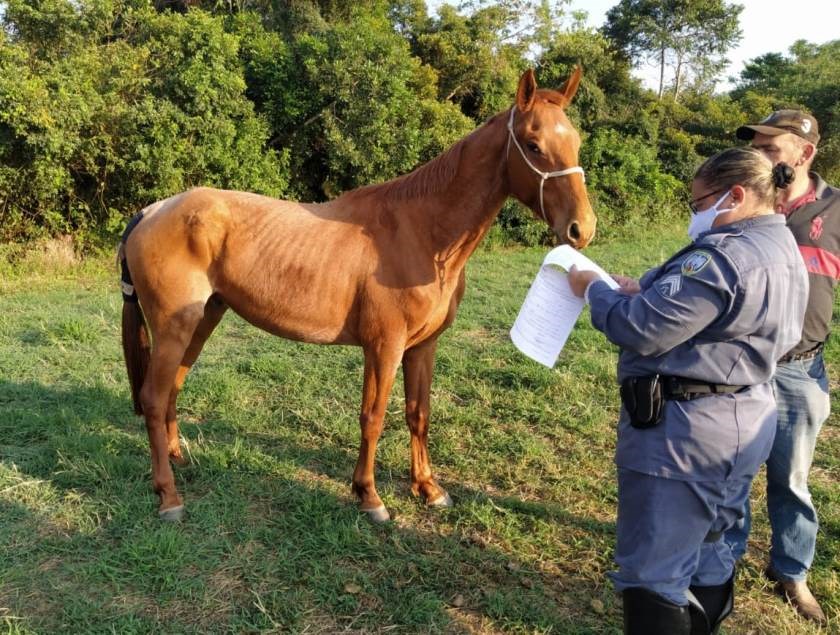 Conheça a Defesa dos 2 Cavalos !! 