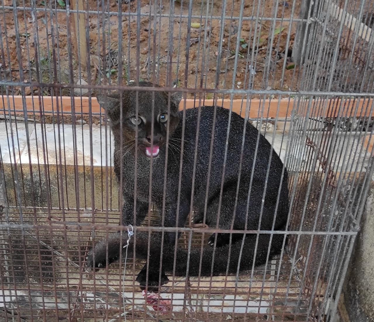 GATO MOURISCO